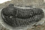 Detailed Gerastos Trilobite Fossil - Morocco #235304-1